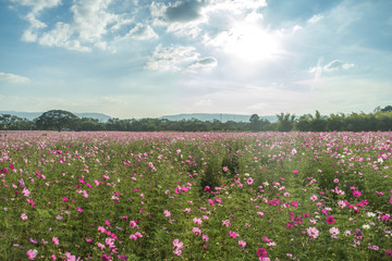 Cosmos garden with beautiful sky 