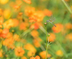 Dragonfly on the beautiful  orange flower
