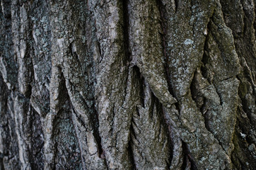 Dry tree bark texture background. Tree bark texture wallpaper
