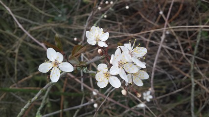 Frühling - blühender Baum