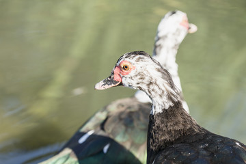 Two musk ducks.