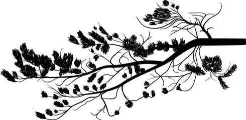 black pine tree branch isolated on white