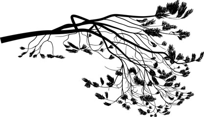 isolated on white black pine tree branch