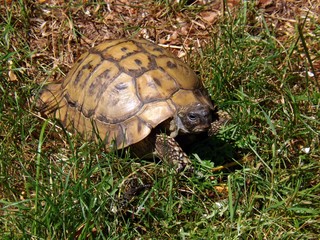 Griechische Landschildkröte (Testudo hermanni)