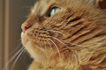 Fragment of the muzzle of a red cat