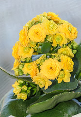 Yellow Calandiva flowers Kalanchoe, family Crassulaceae, close up
