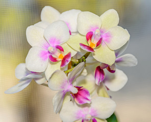 Light yellow orchid close up branch flowers, isolated on bokeh background