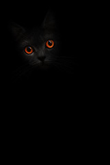 Black cat with orange eyes is looking out of the shadow on the black background. Dark cat, kitten orange eye. Shadow black kitty. Cat in black. Cute kitten. Incredible dark shadow cat