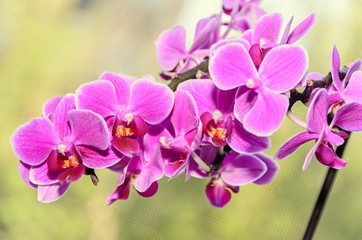 Fototapeta na wymiar Pink orchid close up branch flowers, isolated on yellow background