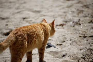 Island cat