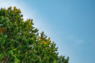 Pine branches with buds against clear blue sky