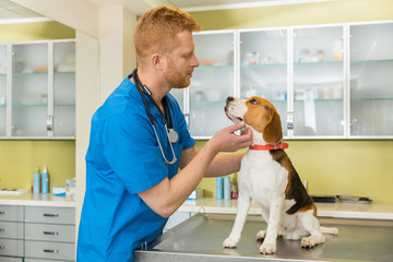 veterinary examing cute beagle dog at clinic