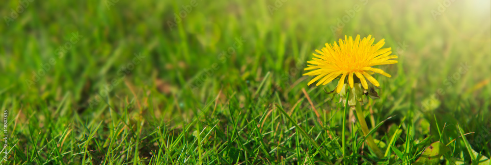 Wall mural close up of single yellow dandelion .