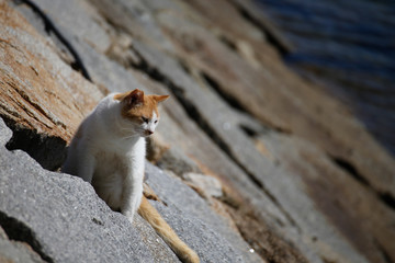 Island cat