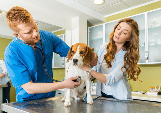 Doctor examining Beagle dog with woman assistant at veterinary clinic