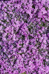 Fototapeta premium Many small purple flowers, top view for background