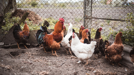 Chickens and rooster roam yard on a small country farm