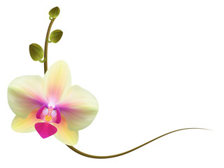 Реалистичная орхидея, уголок