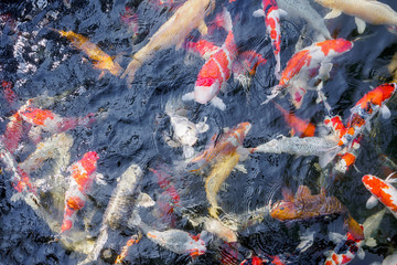 beautiful koi fish in pond
