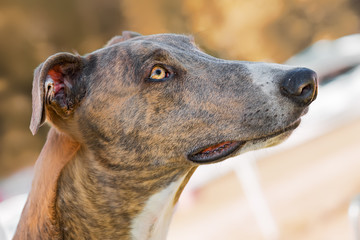 Levriero Inglese Greyhound