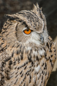 Cloe up view of eagle owl.