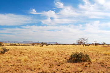 Typical Savannah in Namibia