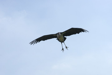 Fototapeta na wymiar Stork (Ciconiidae) in flight.