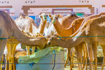 Camels held in captivity in a cage in the camel market of Al Ain. Camels are mainly used for...