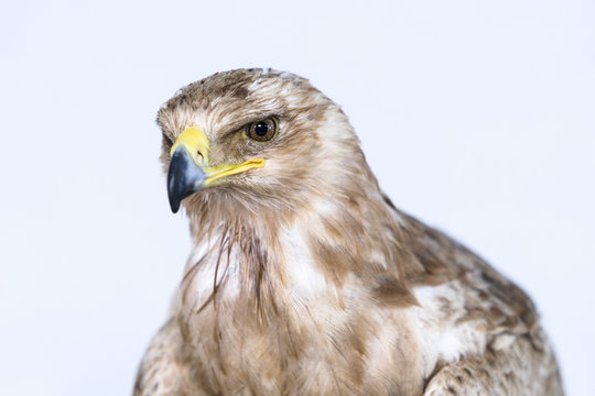 Steppe Eagle (Aquila Nipalensis).