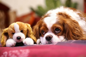 Dog breed Cavalier king rarls spaniel with a sad look to lie and waiting for the owner with his friend's favorite soft toy. Two dogs are a twins - toy and a real dog. - obrazy, fototapety, plakaty