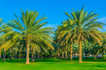 View of the Hili archeological park which is a popular spot for local families watching sunset