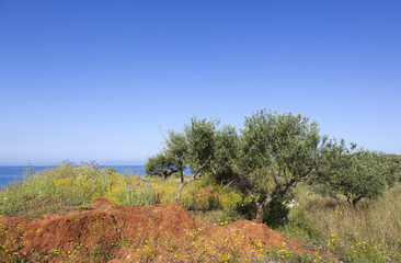 Fototapeta na wymiar colorful flowers and olive trees in spring near the blue sea on greek peloponnese