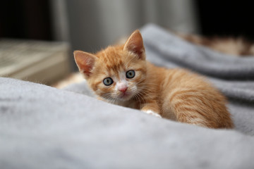 Cat / Little kittens