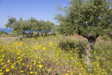colorful flowers and olive trees in spring near the blue sea on greek peloponnese