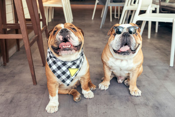 Two cool English bulldogs