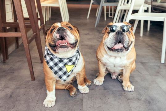 Two cool English bulldogs