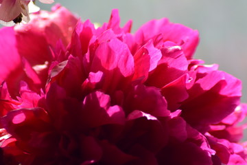 beautiful peony macro 