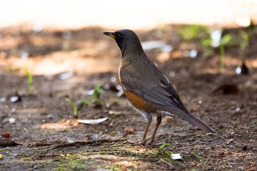 野鳥　アカハラ