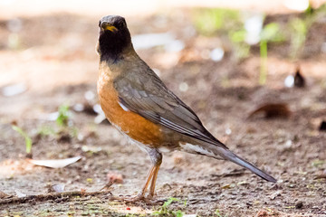 野鳥　アカハラ