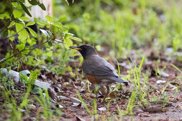 Obraz premium 野鳥 アカハラ