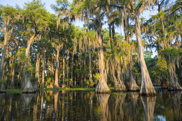 Fototapeta na wymiar Spanish moss hanging from bald cypress trees catches morning light in a scenic view of the still swamp waters of Caddo Lake, on the Texas-Louisiana border