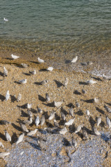 Seagulls feeding on dead fish
