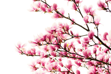 magnolia tree blossom or pink flower isolated on white background