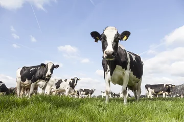 Gordijnen close-up van zwart-witte koeien in Nederlandse weide op zonnige de lentedag © ahavelaar