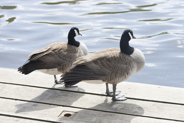Pair of Canadian geese waterside.