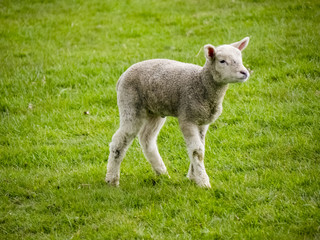 Baby lamb.