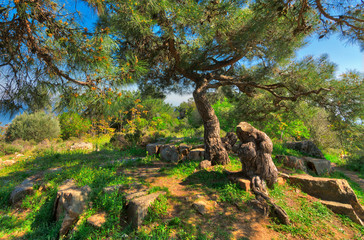 Spring meadow with green tree, grass, rocks and clear blue sky at the top of mountains of Buyukada island (Princes island), Istanbul, Turkey