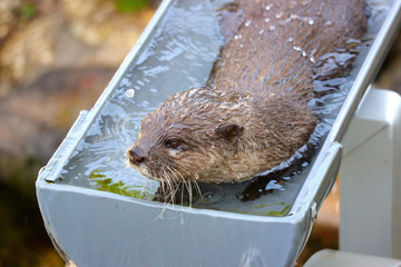 close up on a cute otter that playing water on the pipe
