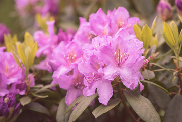 Rhododendren / Rhododendron