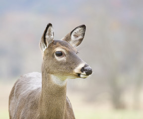 White-tail Deer